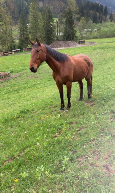 Vente de cheval : Kianti tit 